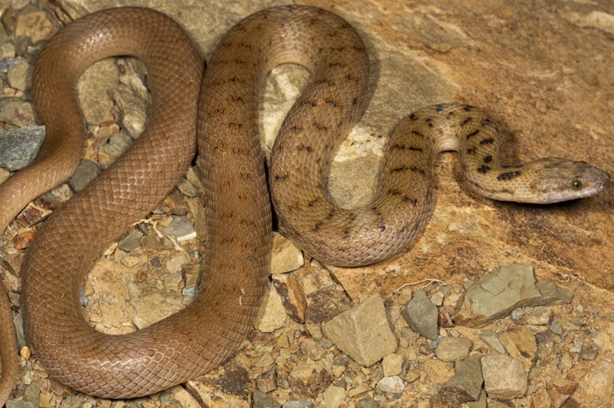 8-fascinating-facts-about-spotted-house-snake