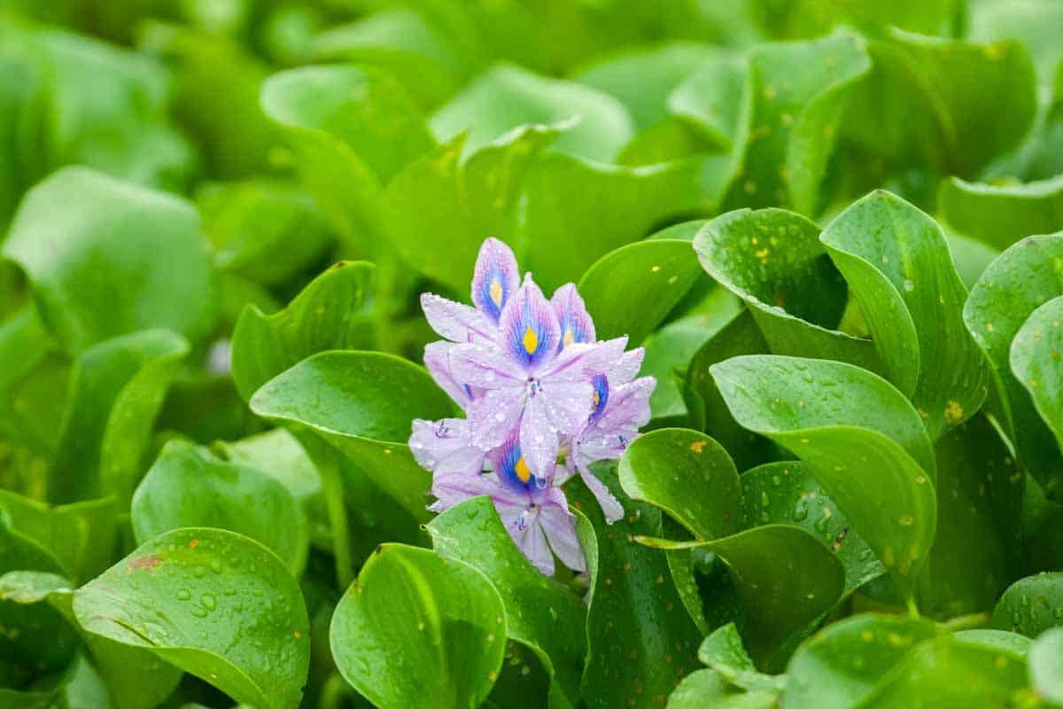 8-fascinating-facts-about-water-hyacinth