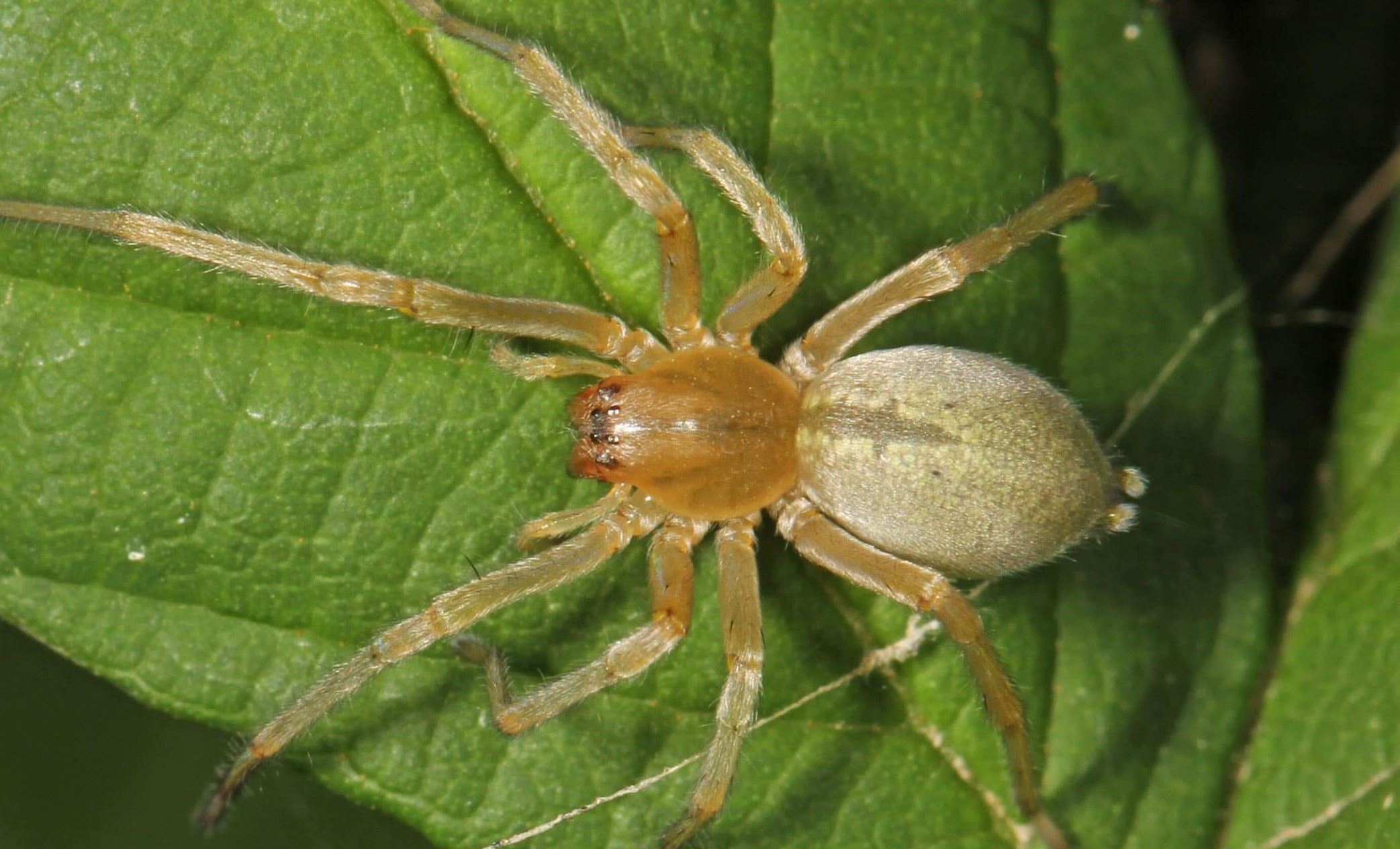 8-fascinating-facts-about-yellow-sac-spider