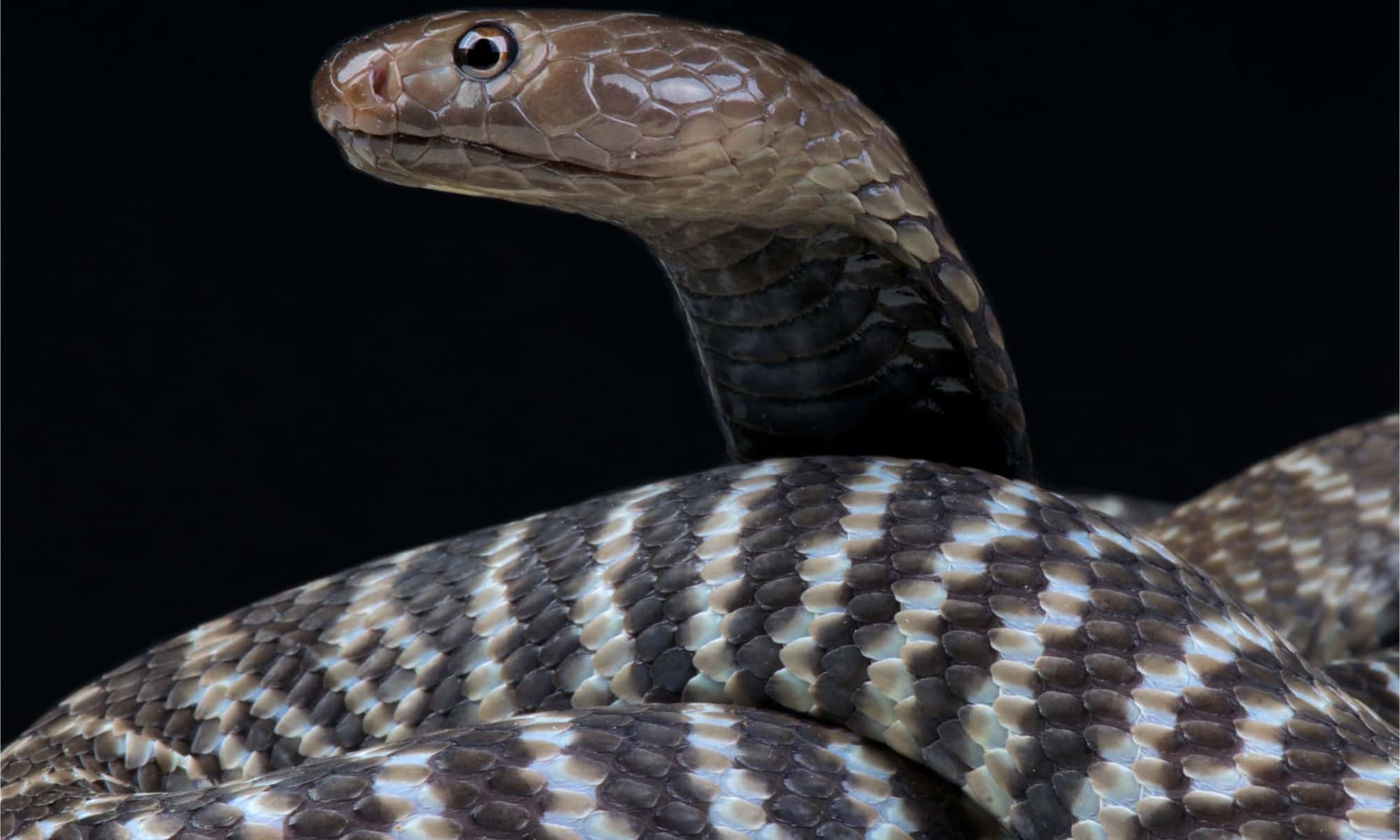 8-fascinating-facts-about-zebra-spitting-cobra