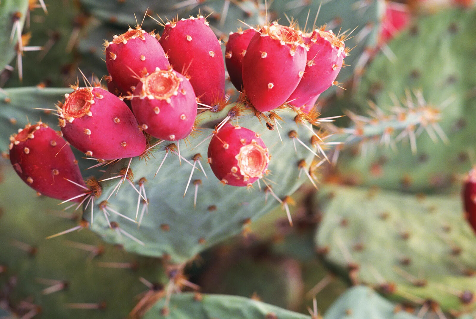 8-intriguing-facts-about-prickly-pear-cactus