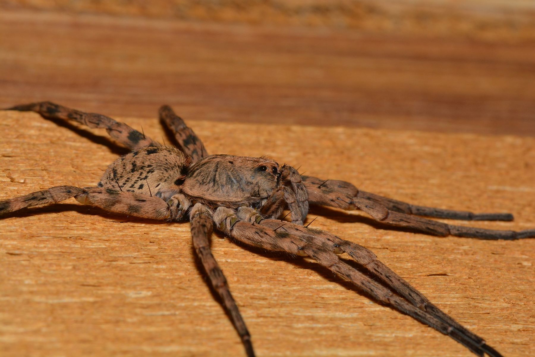 8-intriguing-facts-about-tiger-wolf-spider