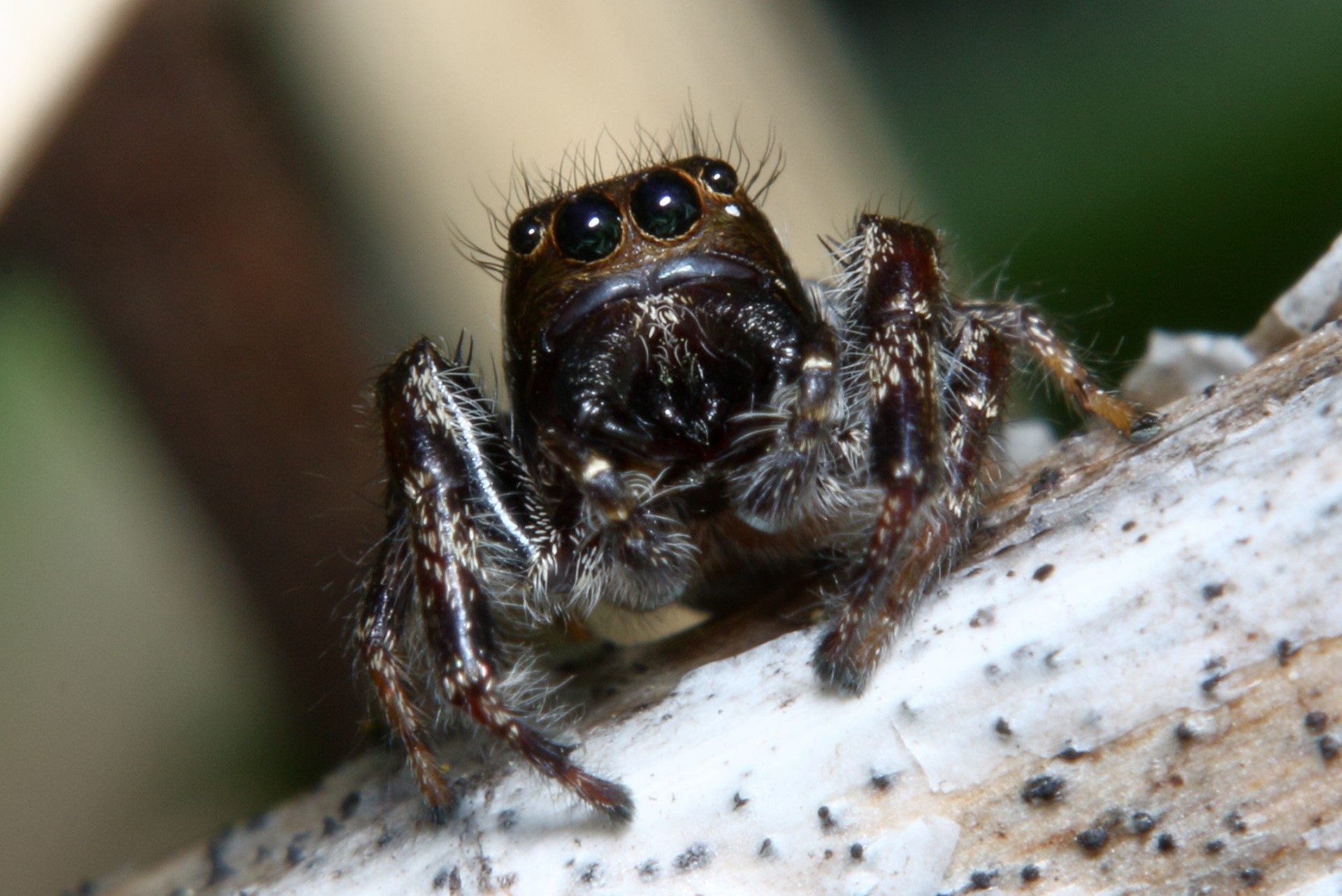 8-mind-blowing-facts-about-bronze-jumping-spider