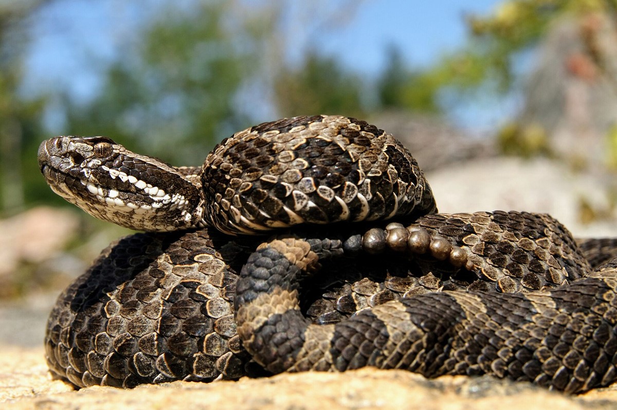 8-mind-blowing-facts-about-eastern-massasauga