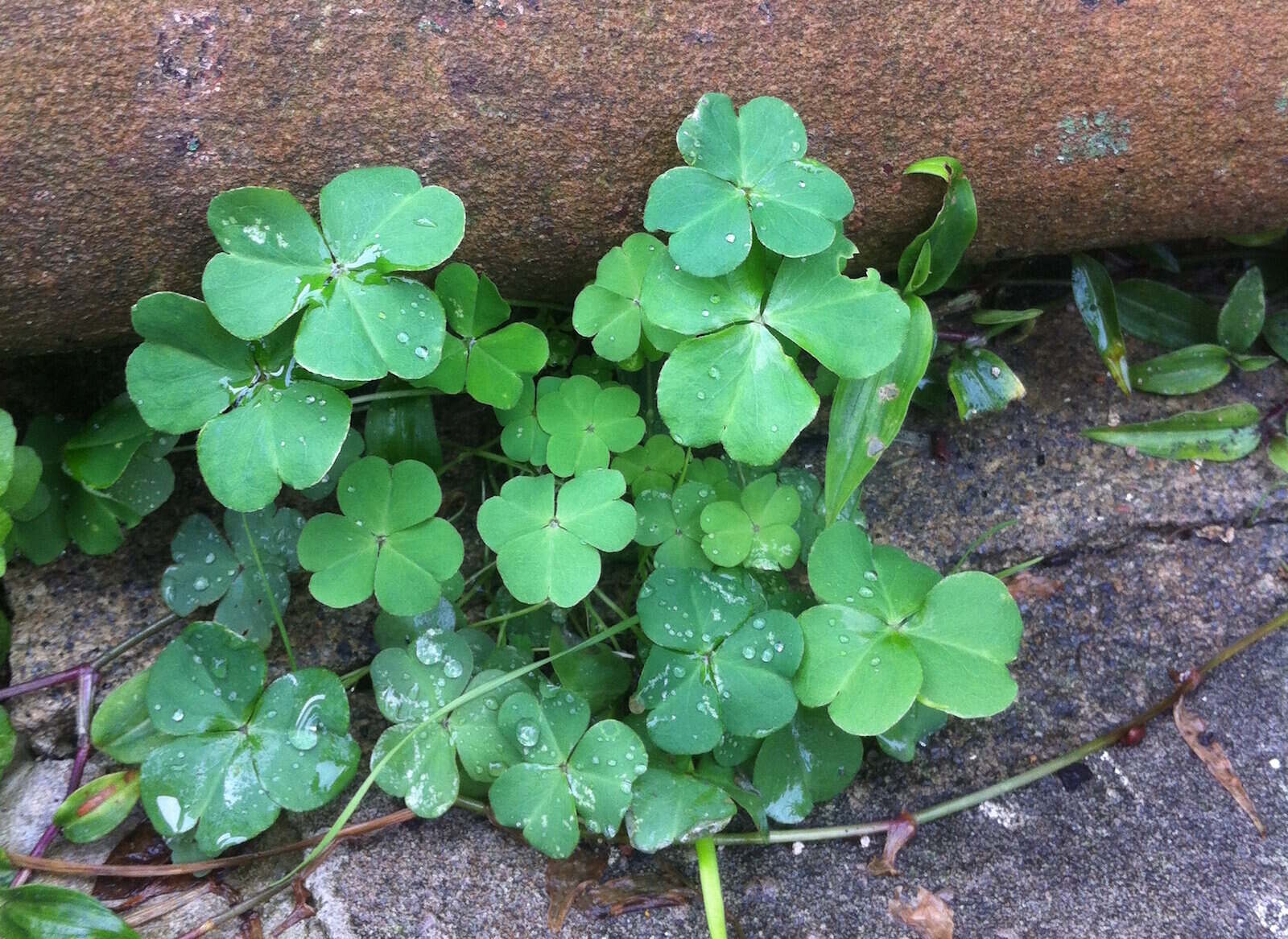 8-mind-blowing-facts-about-wood-sorrel