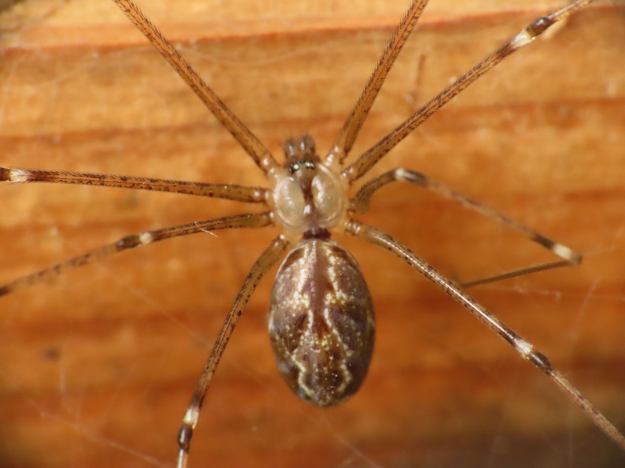 8-surprising-facts-about-marbled-cellar-spider