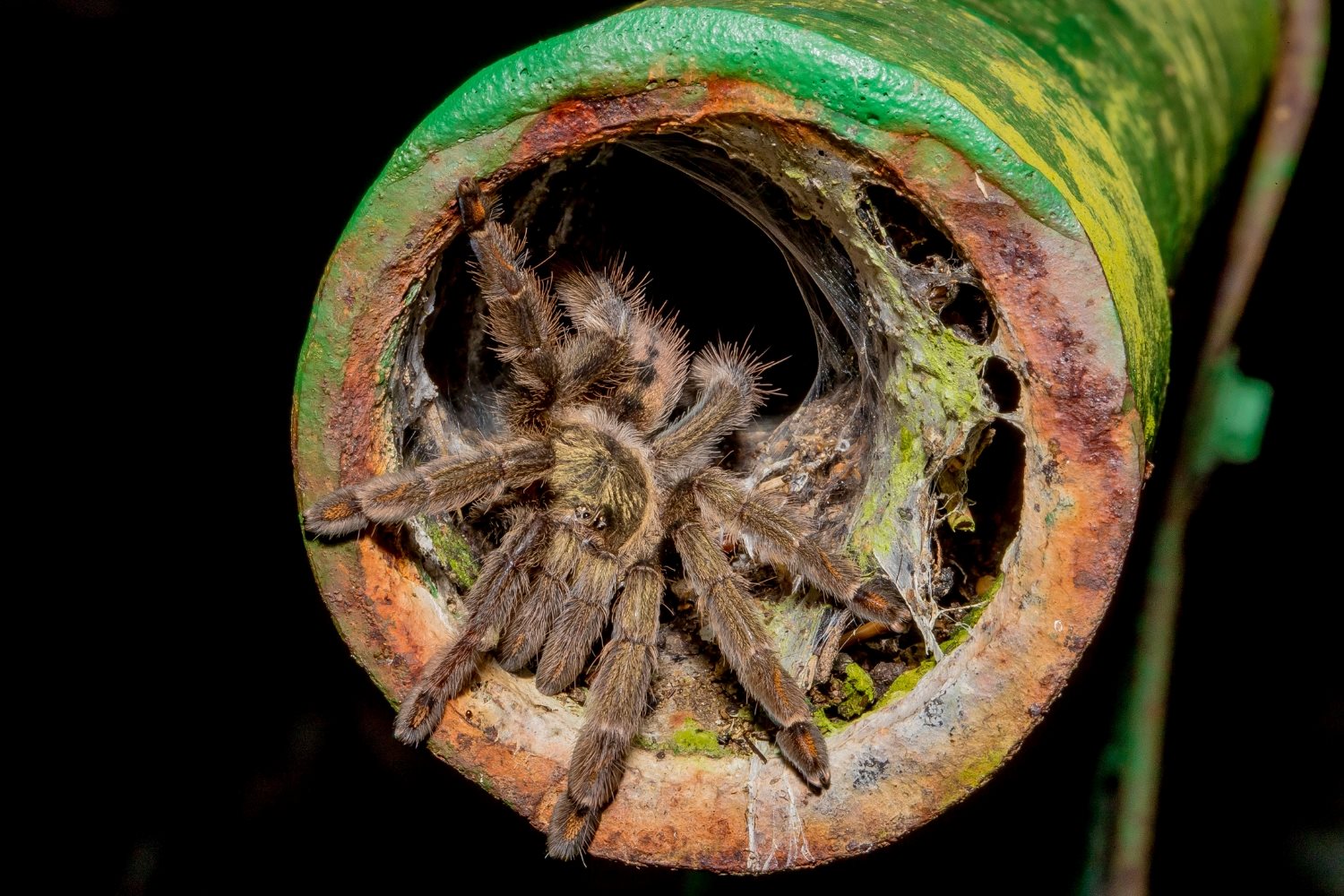 8-surprising-facts-about-trinidad-chevron-tarantula
