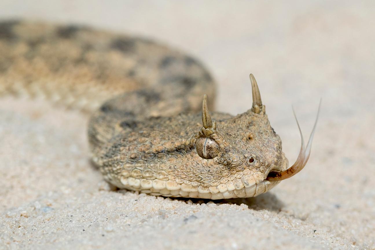 8-unbelievable-facts-about-horned-desert-viper