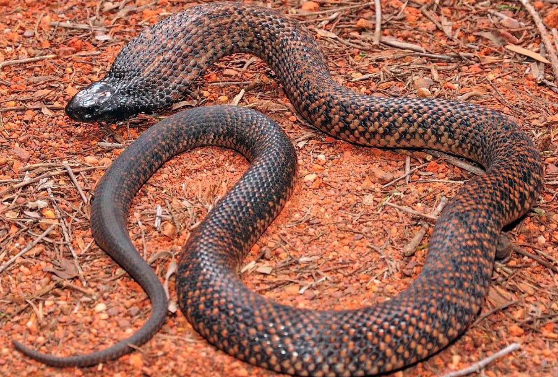 9-astonishing-facts-about-spotted-black-snake