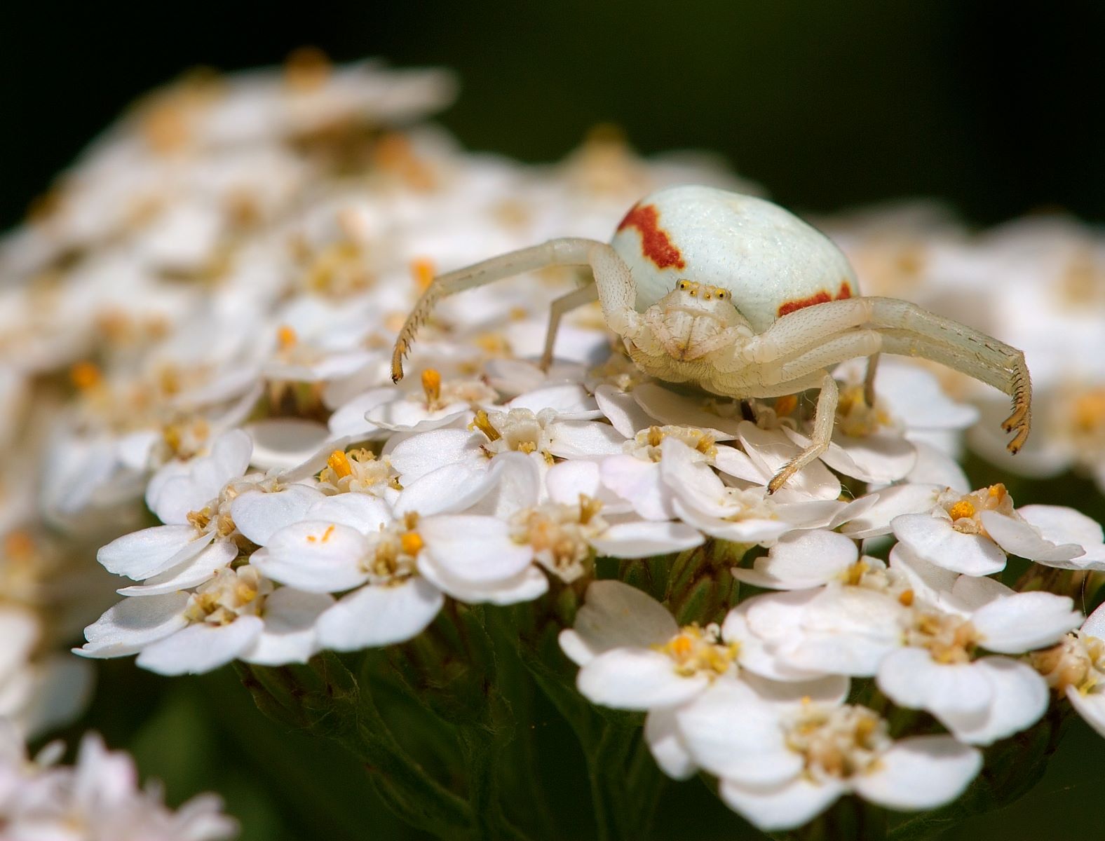 9-astounding-facts-about-flower-spider