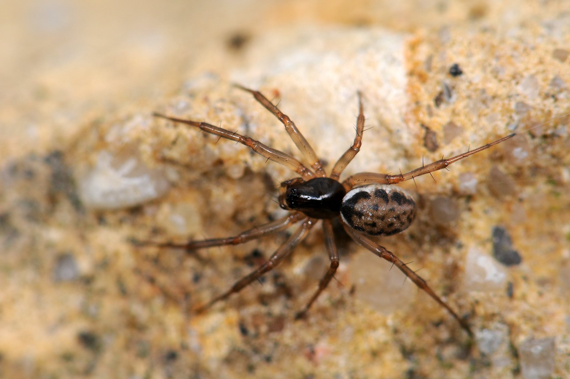 9-astounding-facts-about-hammock-spider