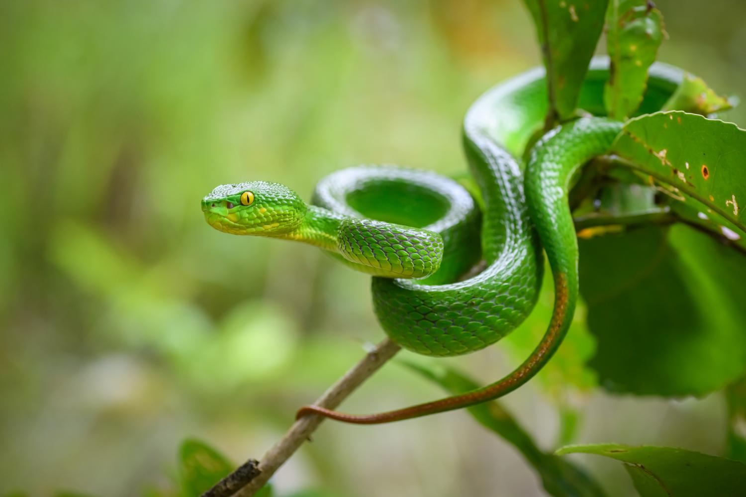 9-astounding-facts-about-white-lipped-pit-viper