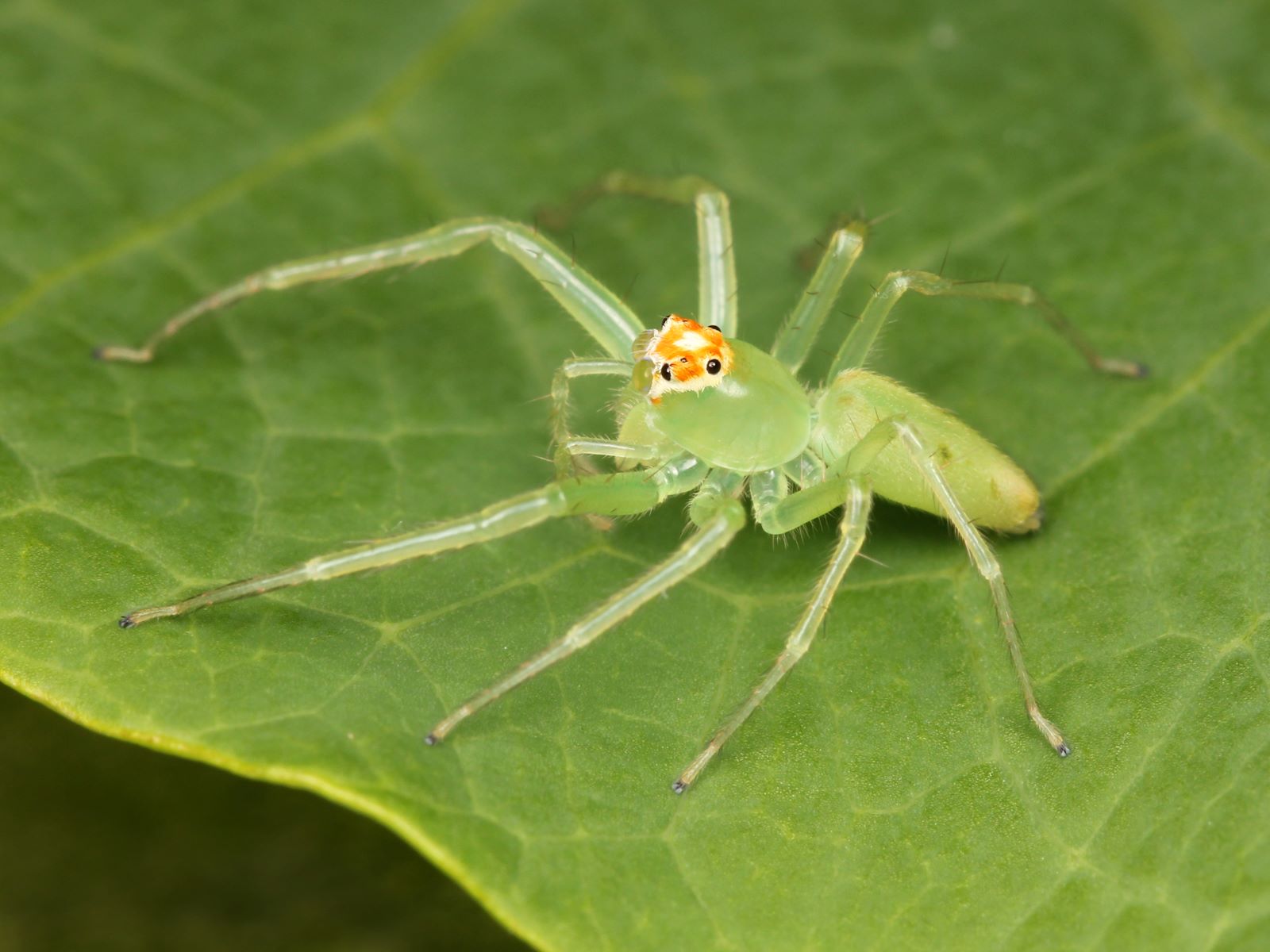 9-captivating-facts-about-magnolia-green-jumper