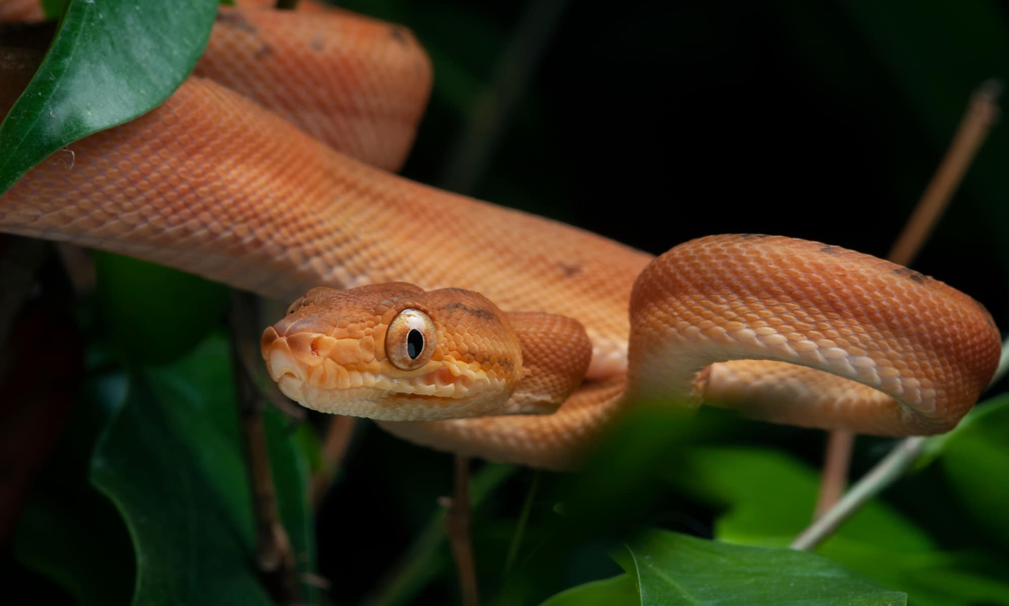 9-enigmatic-facts-about-amazon-tree-boa