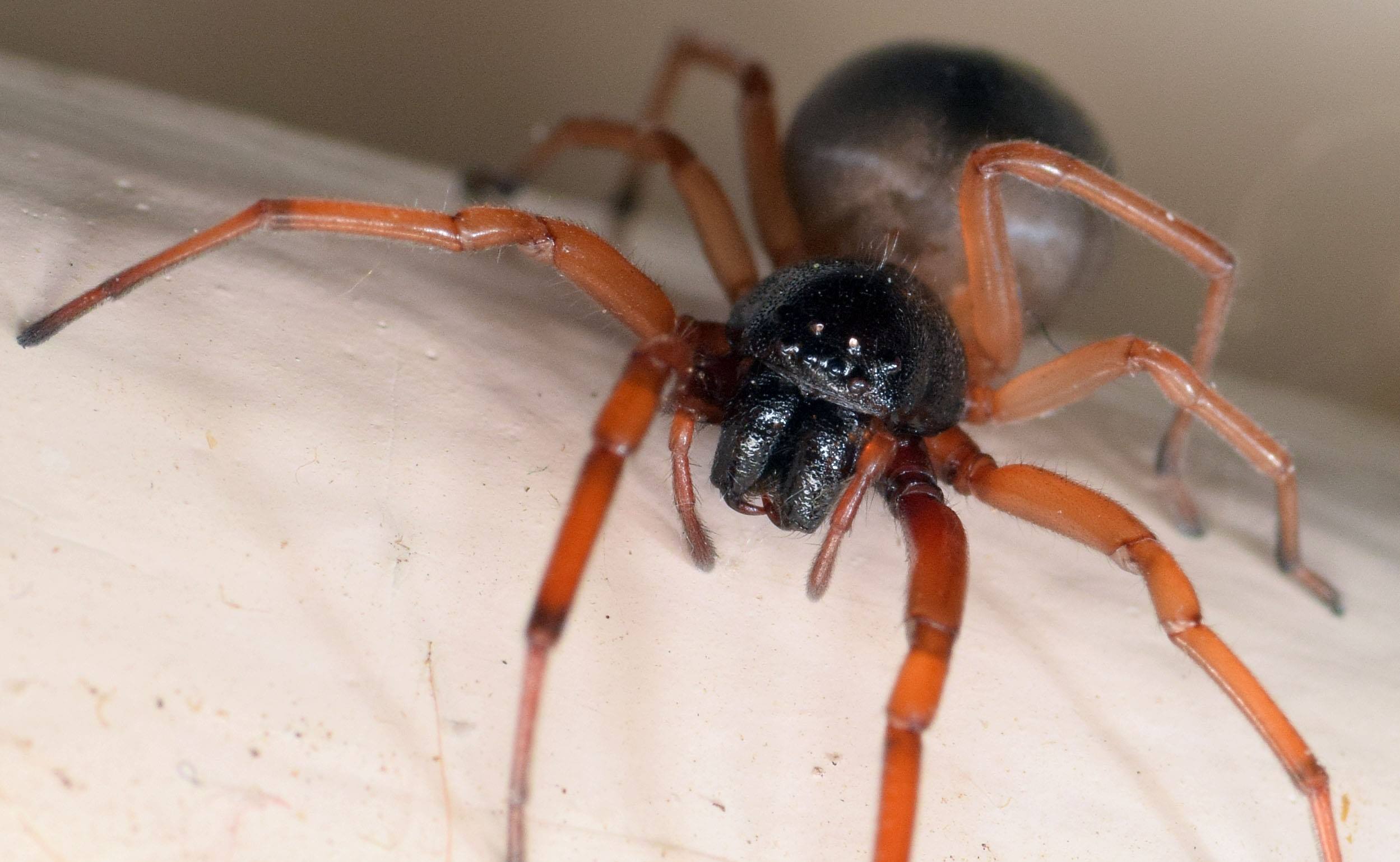 9-fascinating-facts-about-broad-faced-sac-spider