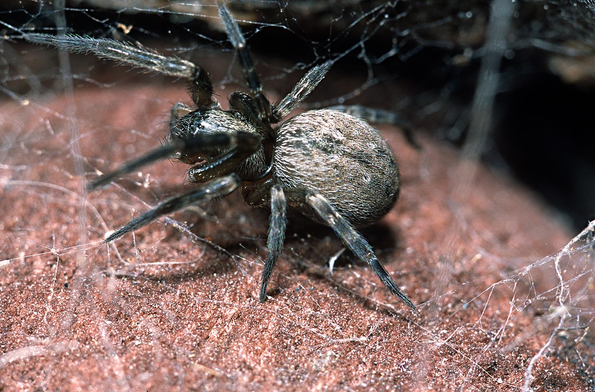 9-fascinating-facts-about-grey-house-spider