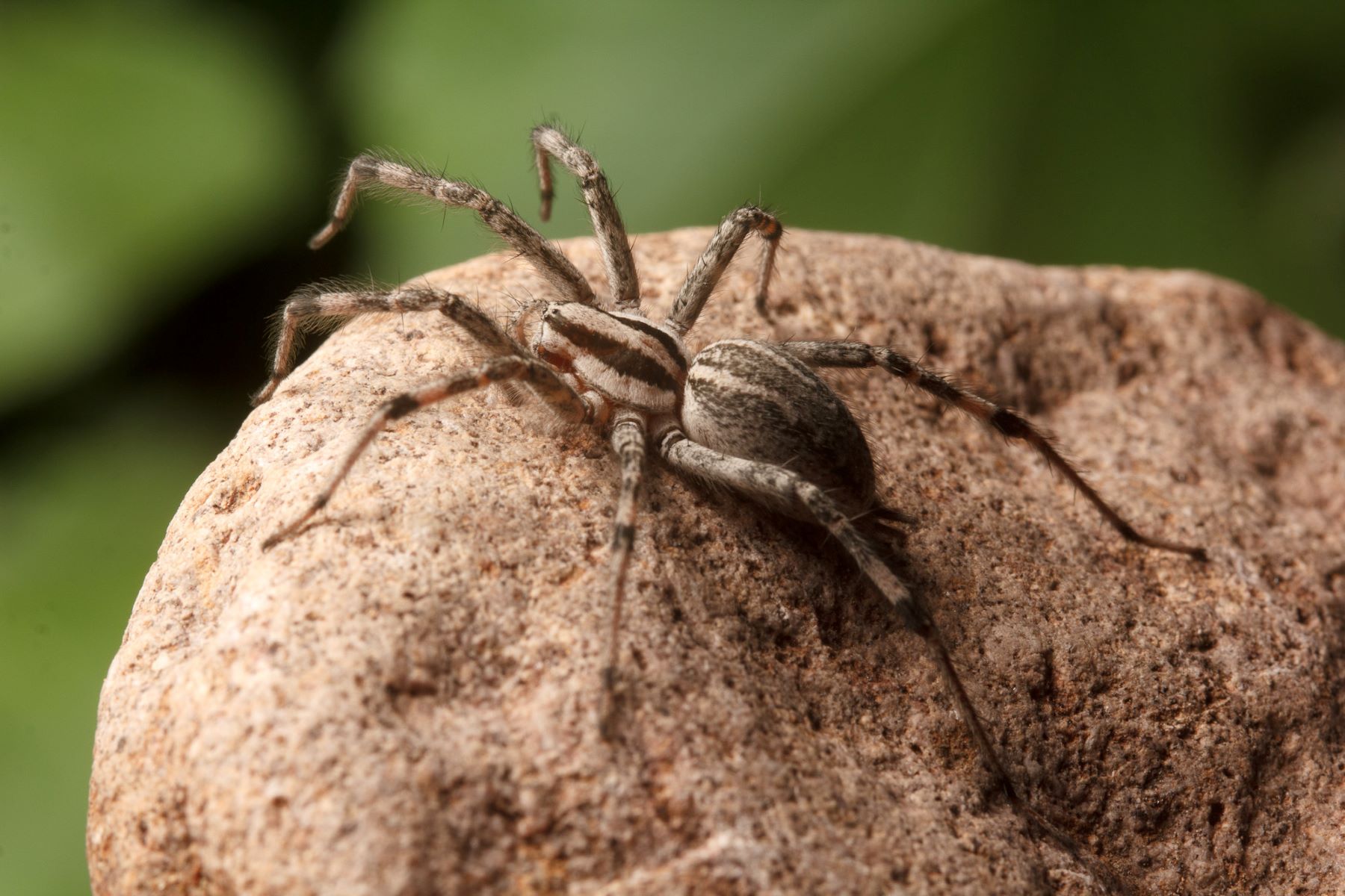 9-fascinating-facts-about-prowling-spider