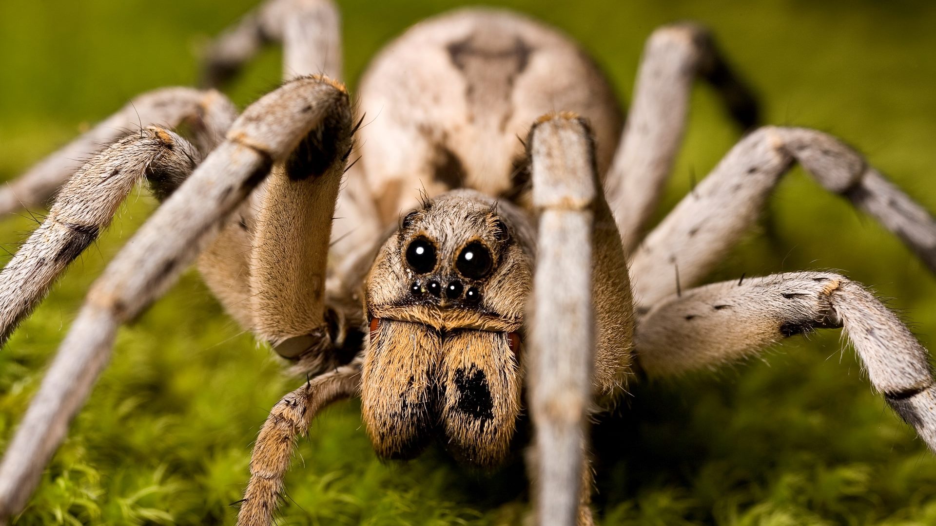 9-fascinating-facts-about-wolf-spider