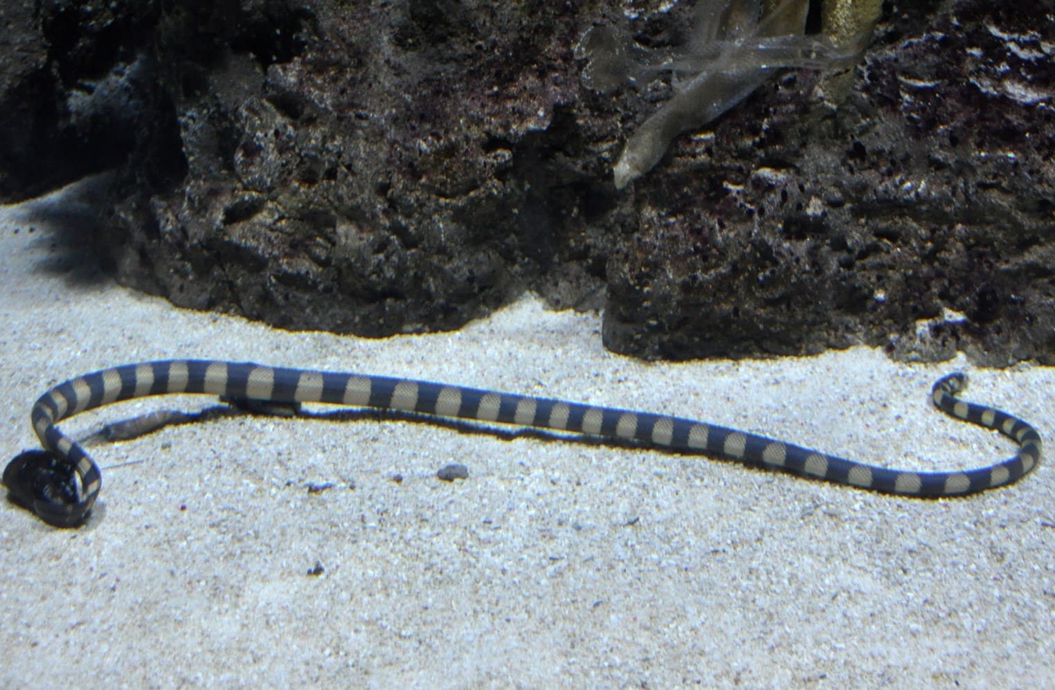 9-intriguing-facts-about-annulated-sea-snake