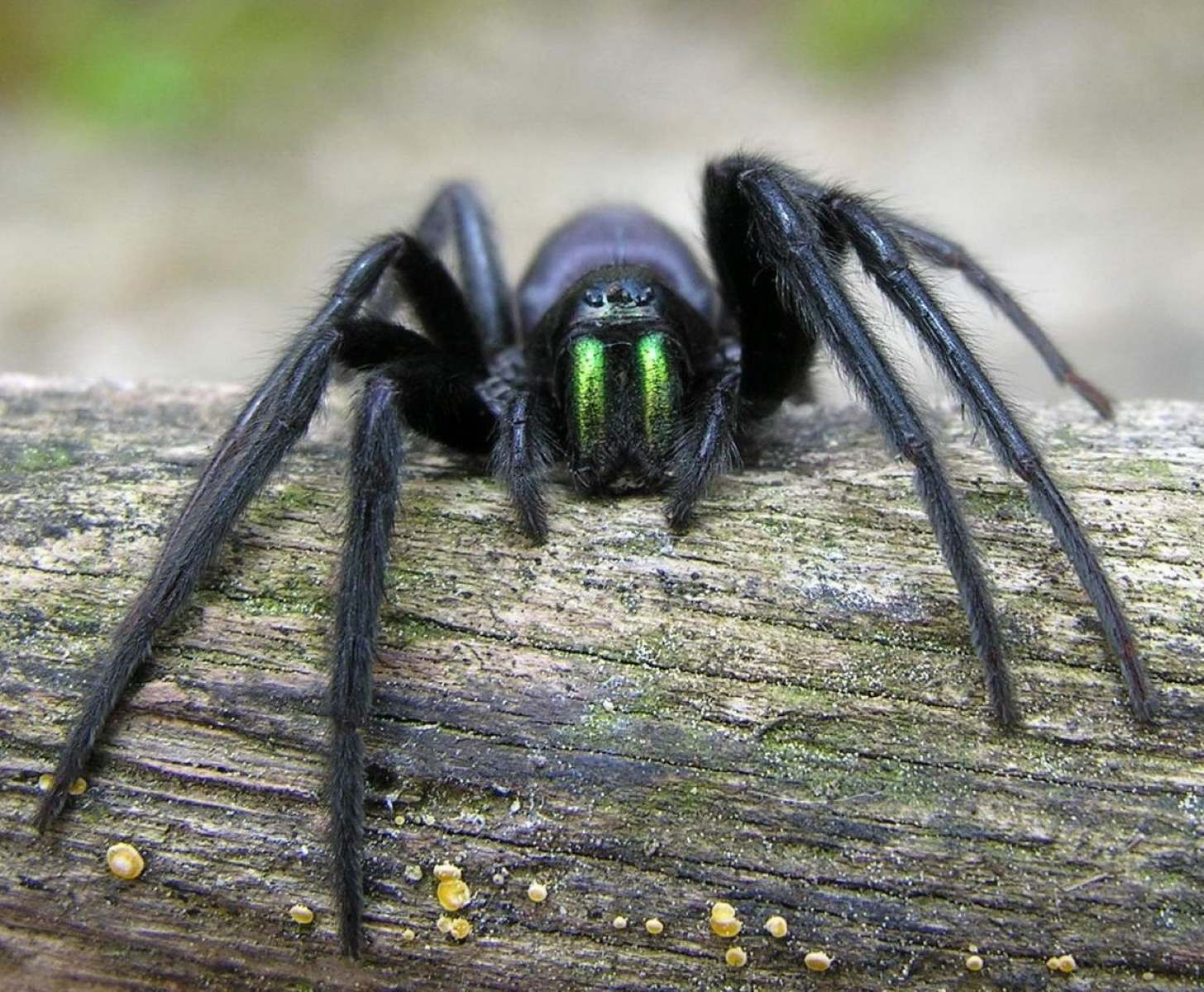 9-intriguing-facts-about-green-fanged-tube-web-spider