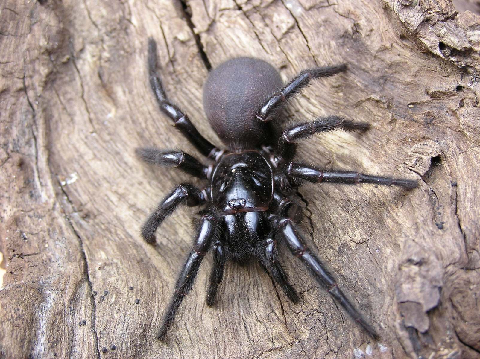 9-mind-blowing-facts-about-australian-funnel-web