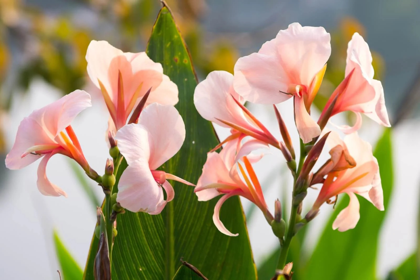 9-mind-blowing-facts-about-canna-lily