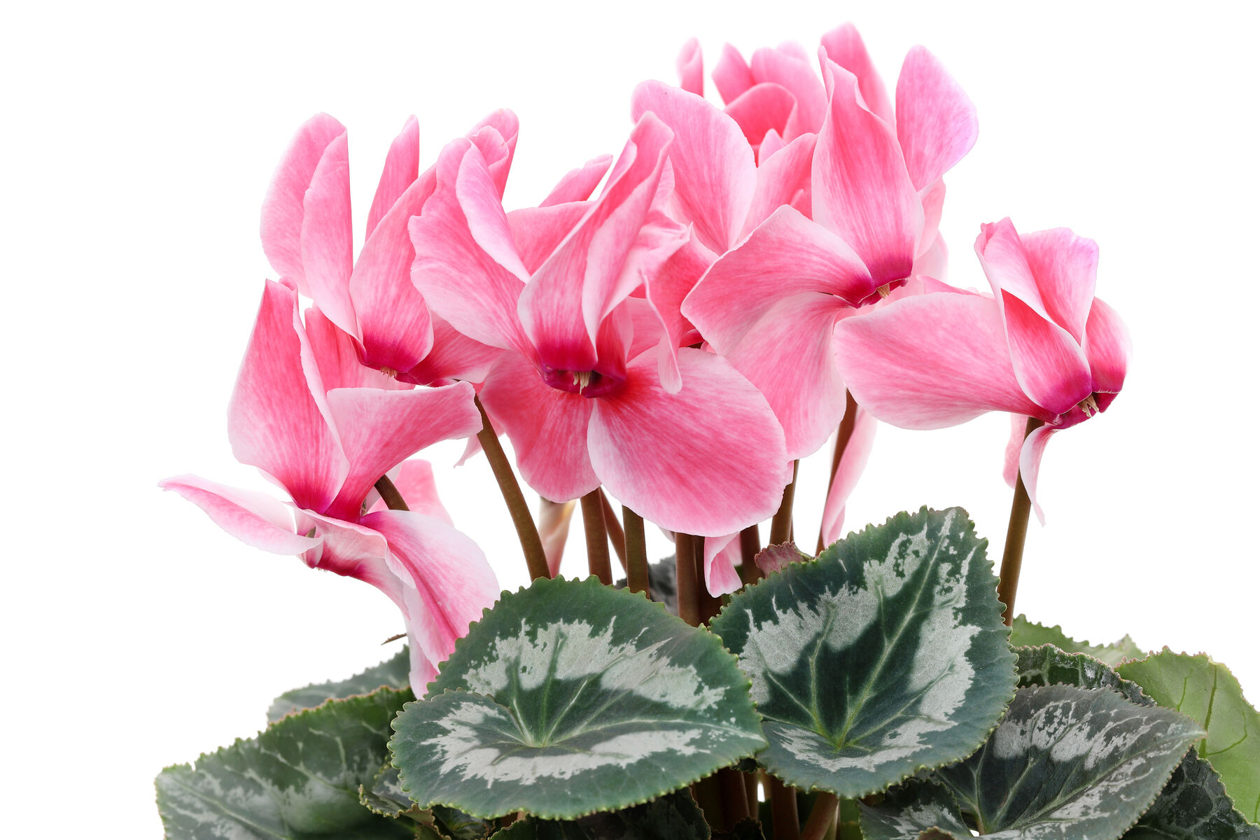 9-mind-blowing-facts-about-cyclamen