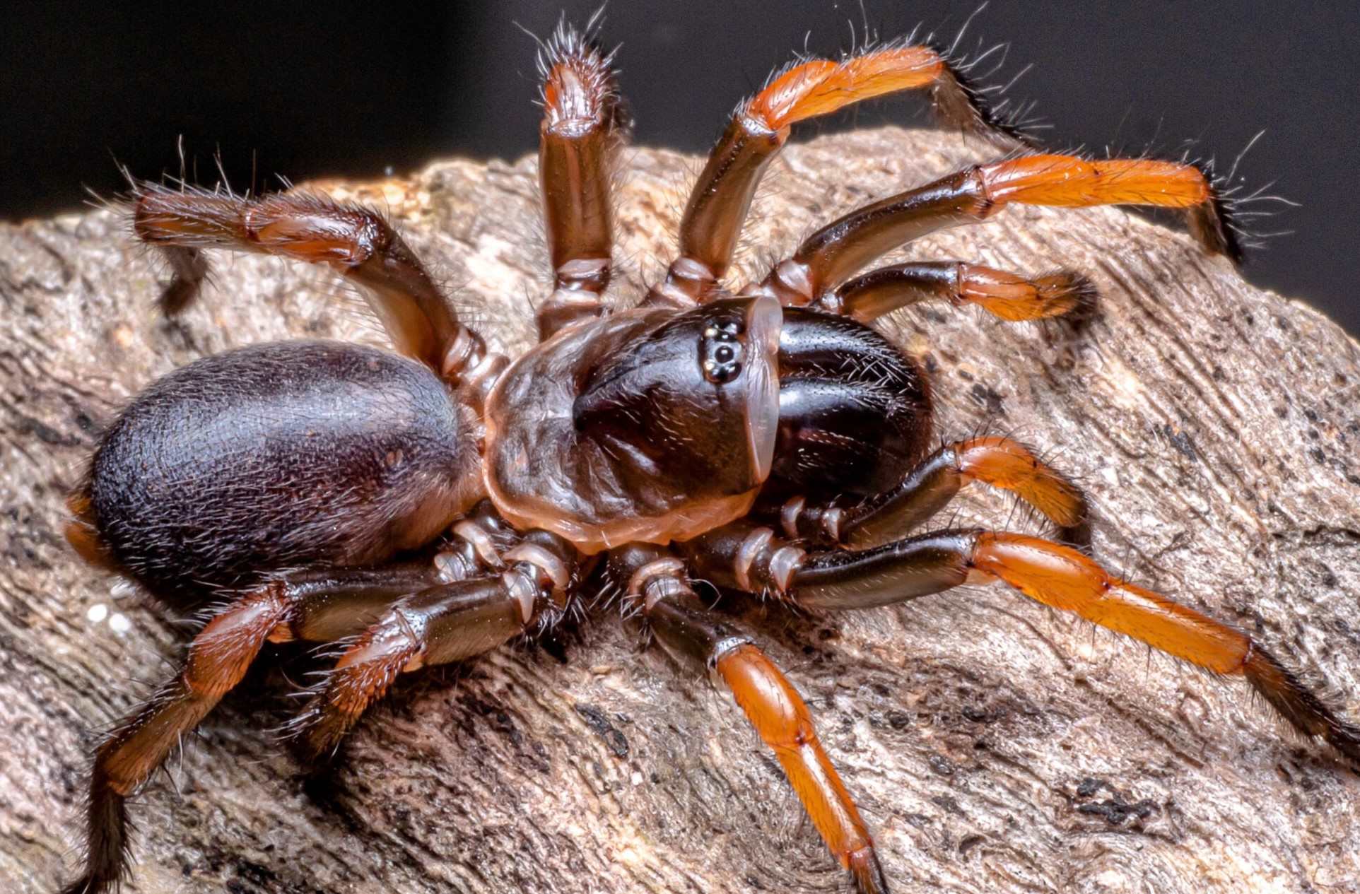 9-mind-blowing-facts-about-trapdoor-spider