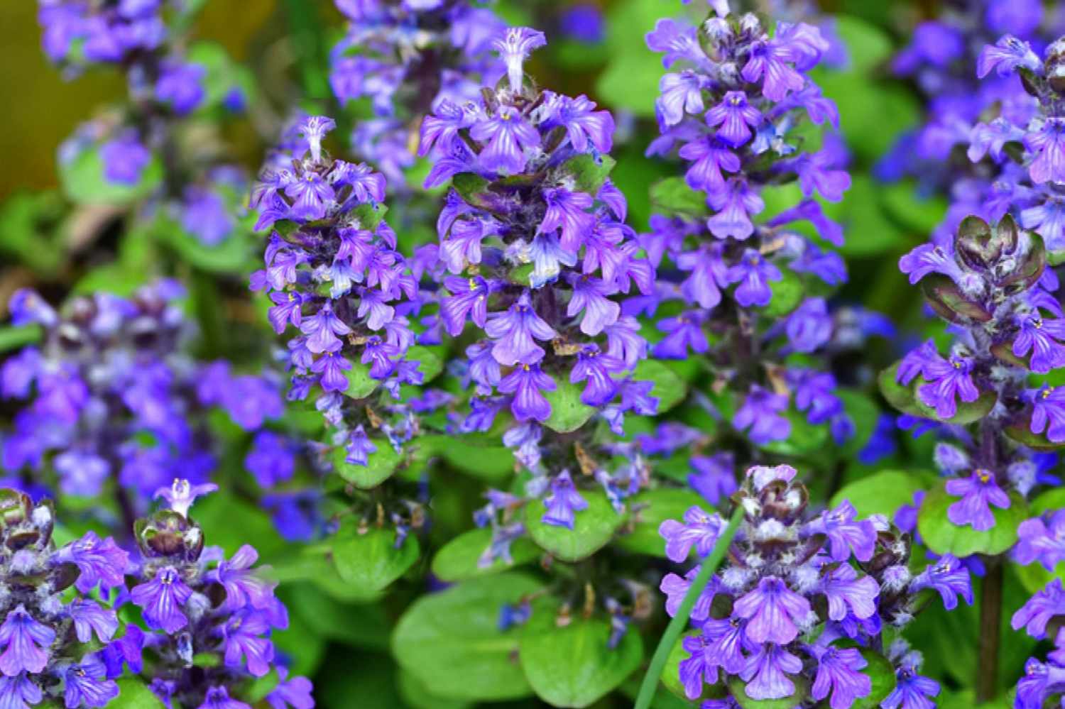 9-surprising-facts-about-ajuga