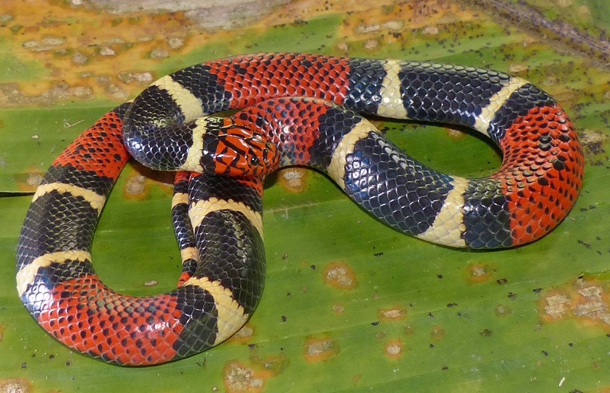9-surprising-facts-about-aquatic-coral-snake