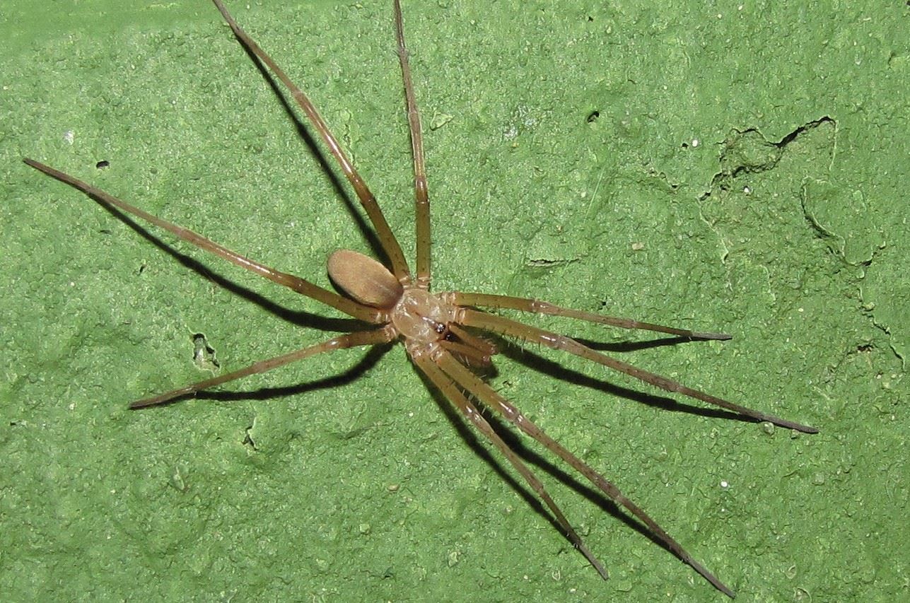 9-surprising-facts-about-crevice-weaver-spider