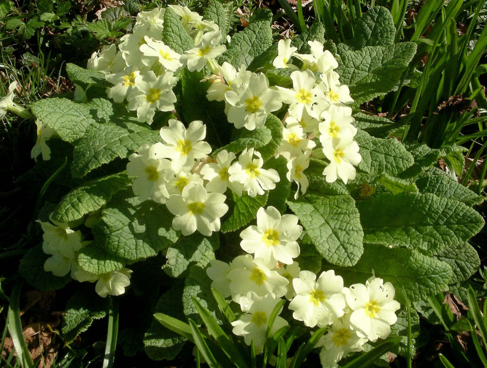9-surprising-facts-about-primrose