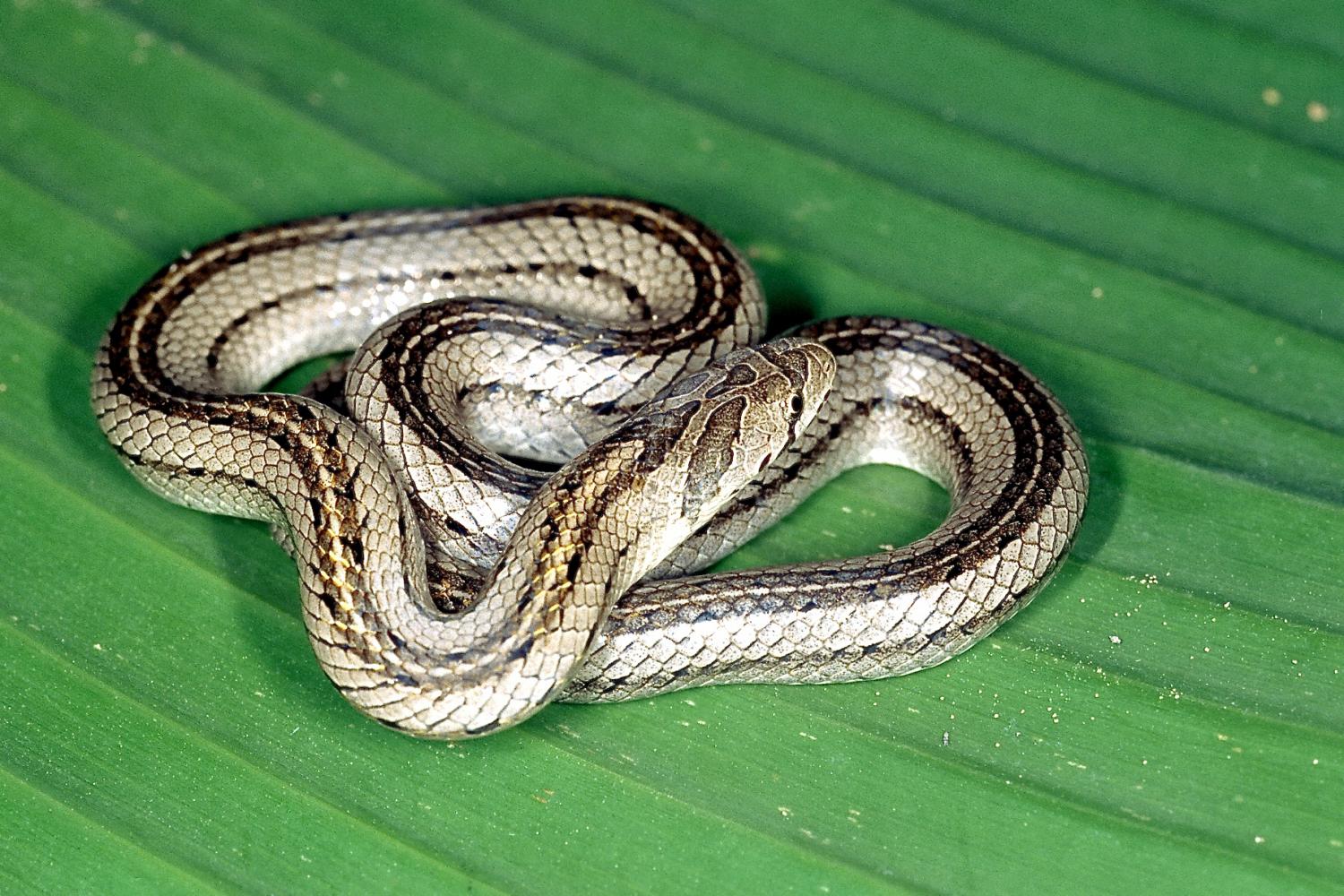 9-surprising-facts-about-striped-kukri-snake