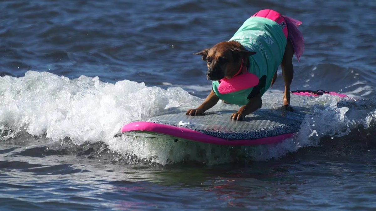 9-surprising-facts-about-surf-dog-a-thon