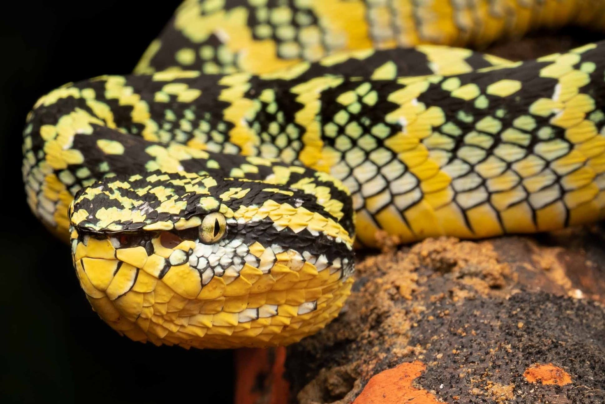 9 Surprising Facts About Wagler's Pit Viper 
