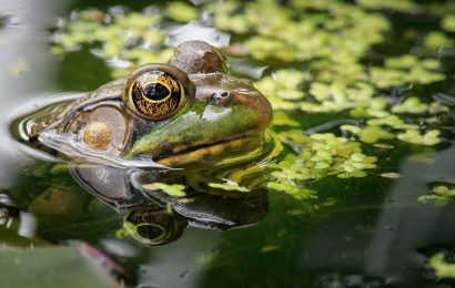10 Extraordinary Facts About Bullfrog 