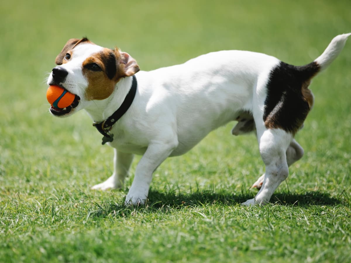 10-astounding-facts-about-jack-russell-terrier