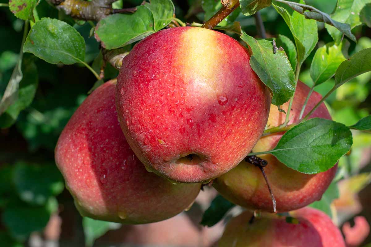 10-braeburn-apple-nutrition-facts