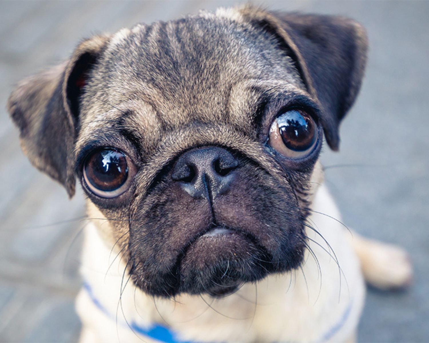 10-captivating-facts-about-pug