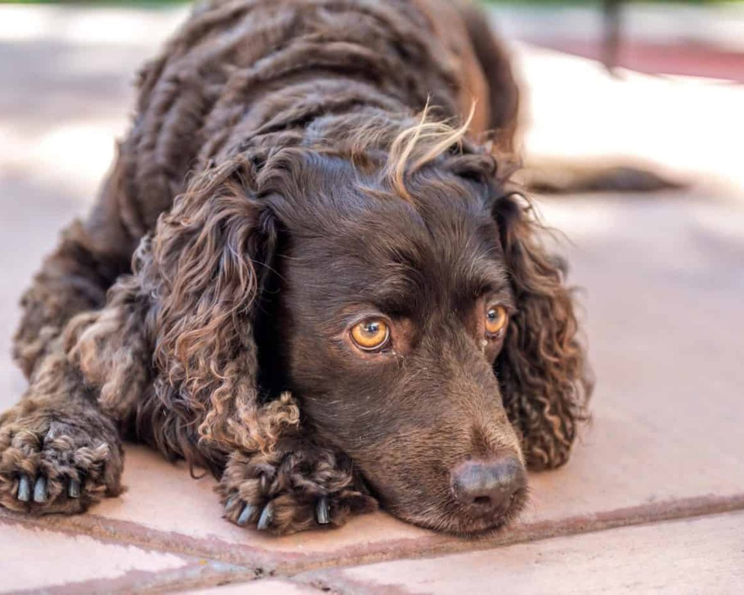 10-enigmatic-facts-about-american-water-spaniel