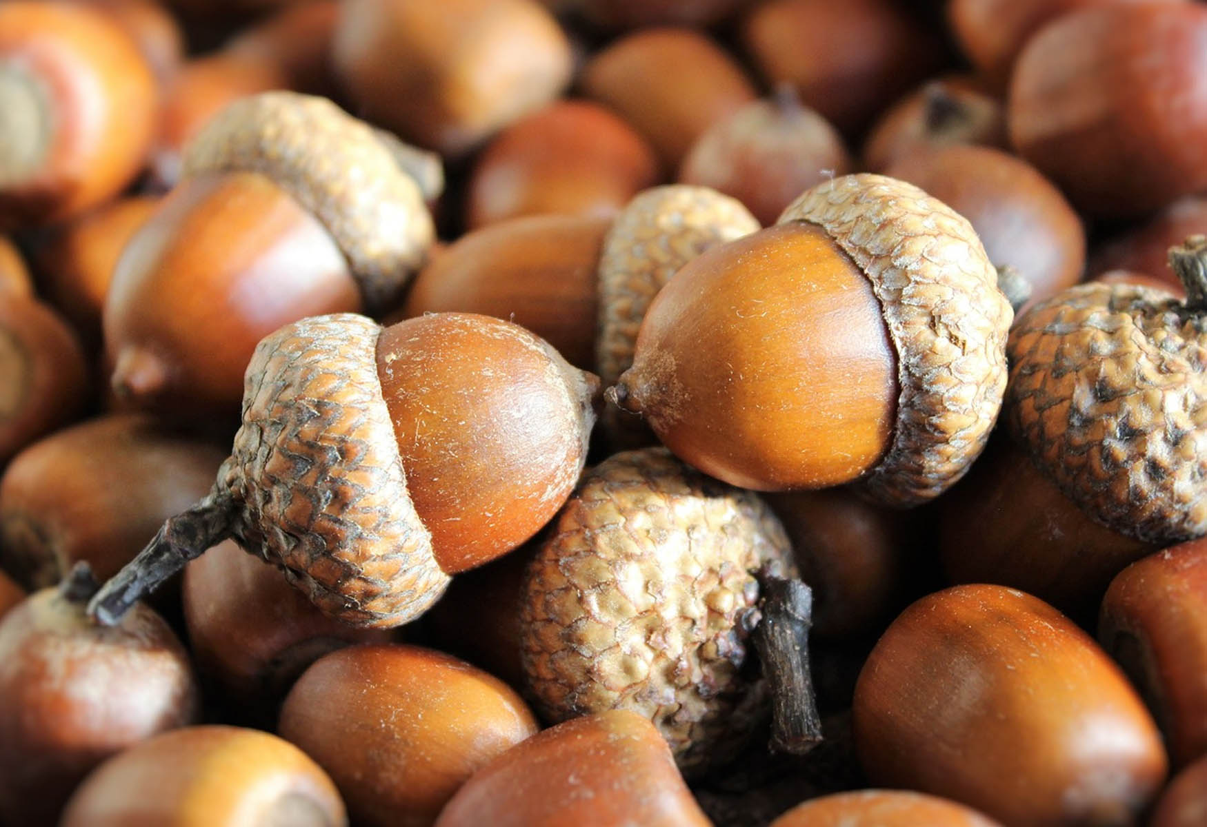 10-facts-about-acorns