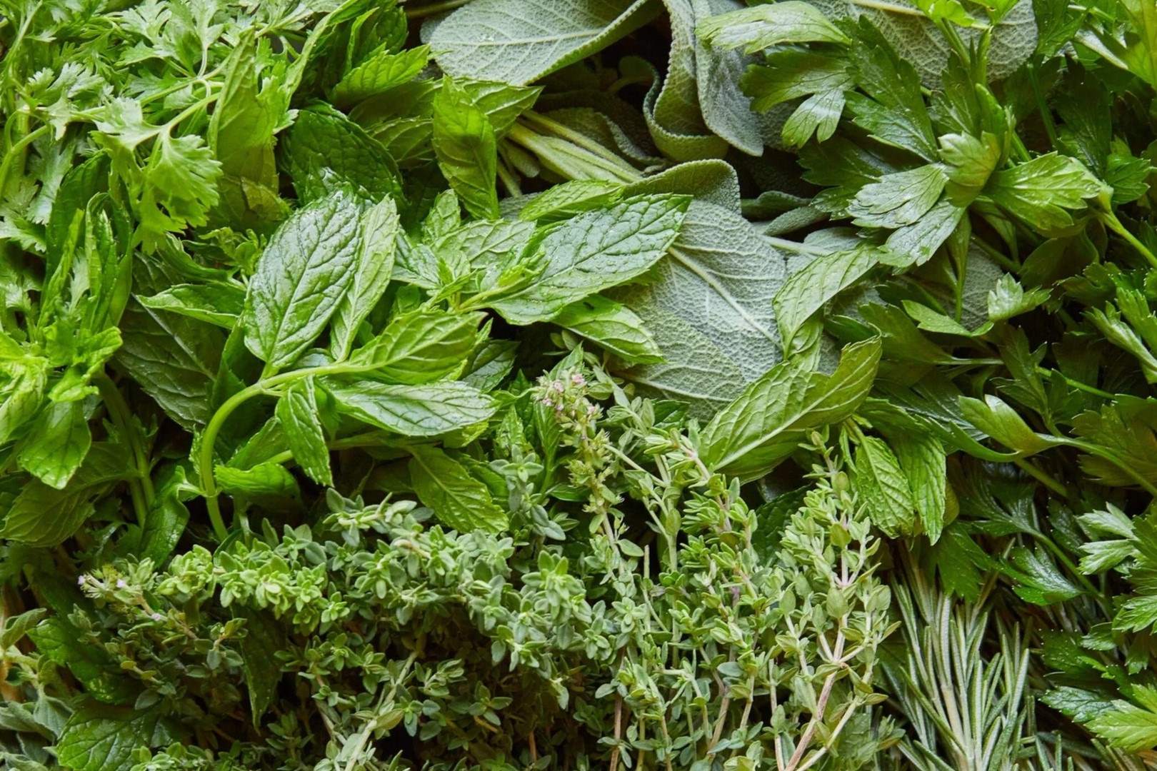 10-facts-about-herbs