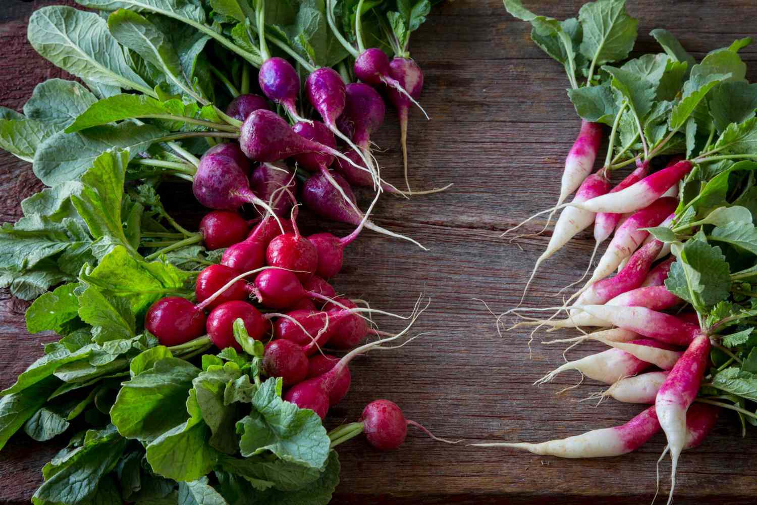 10-facts-about-radishes
