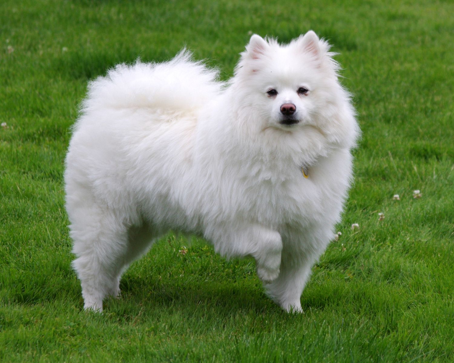 10-fascinating-facts-about-american-eskimo-dog
