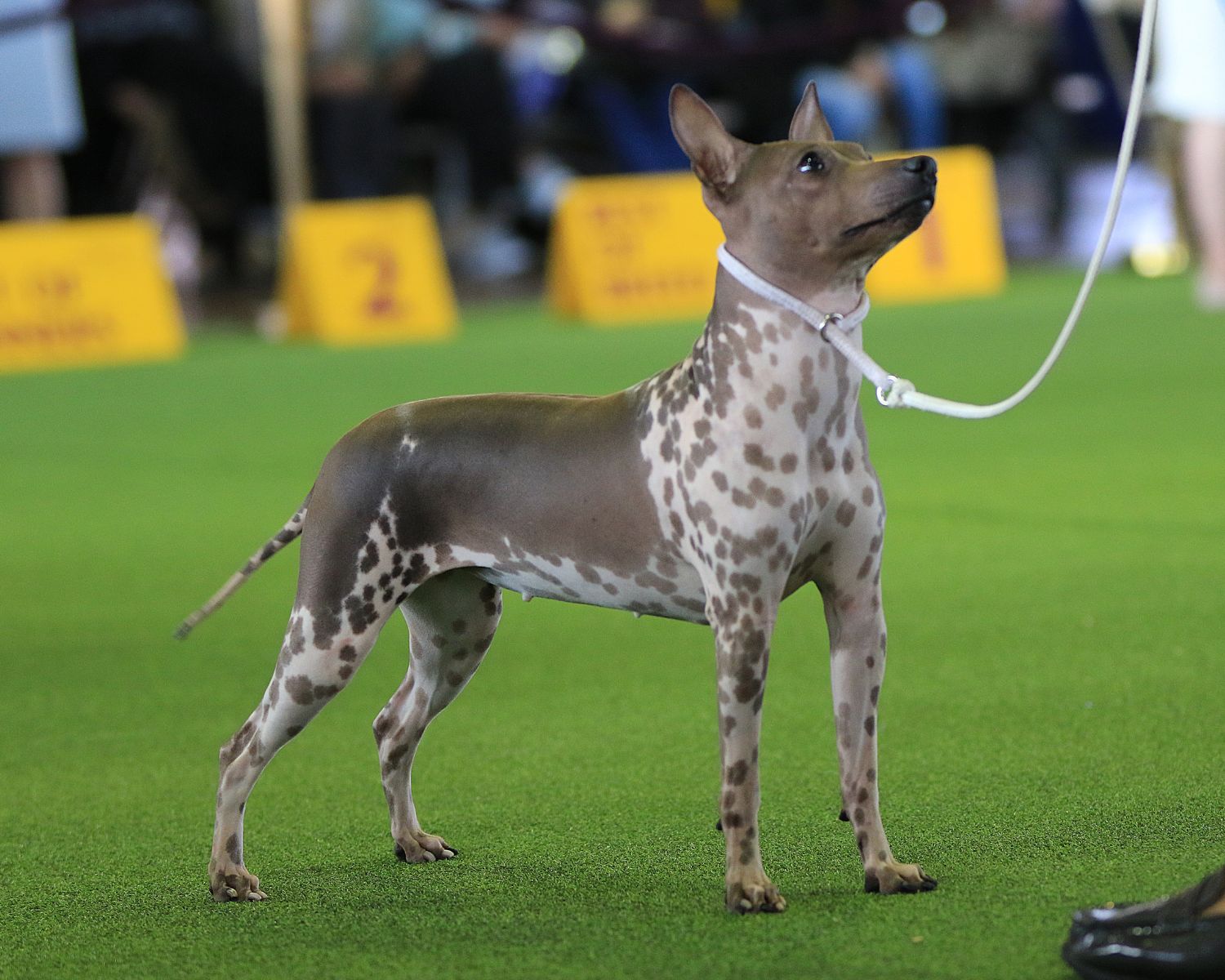 10 Fascinating Facts About American Hairless Terrier Facts