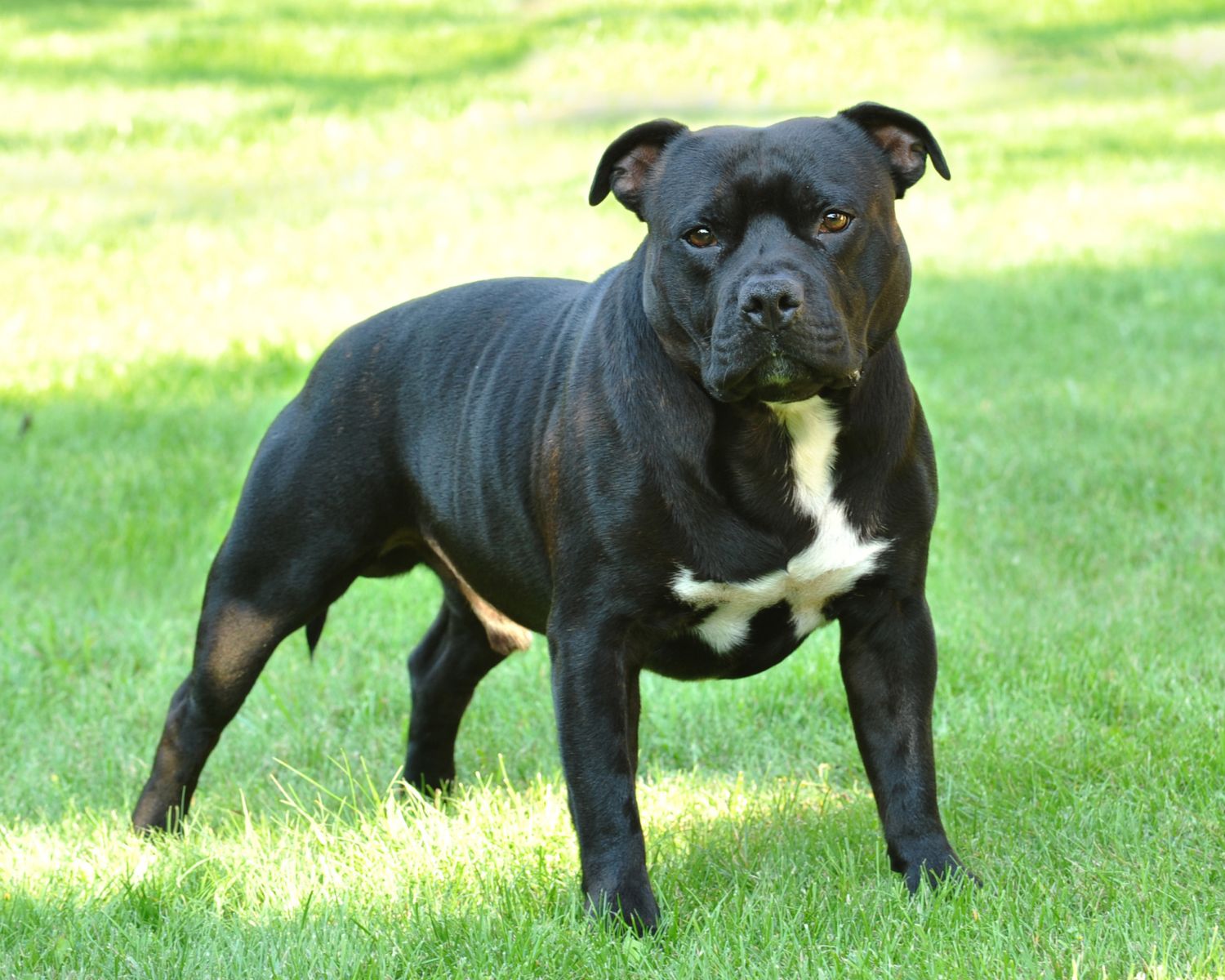 American Staffordshire Terrier Dog Breed Facts