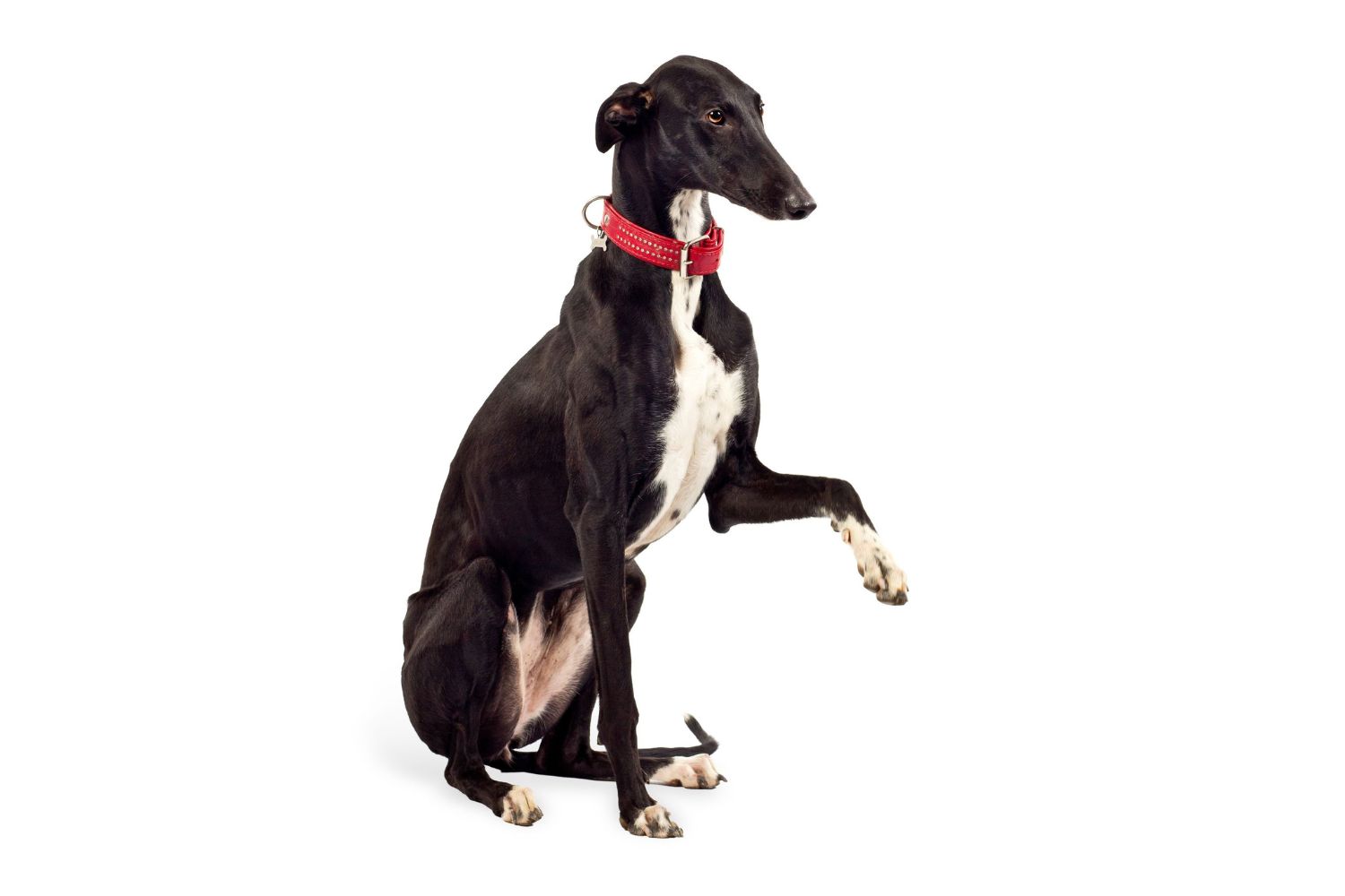10-fascinating-facts-about-banjara-greyhound
