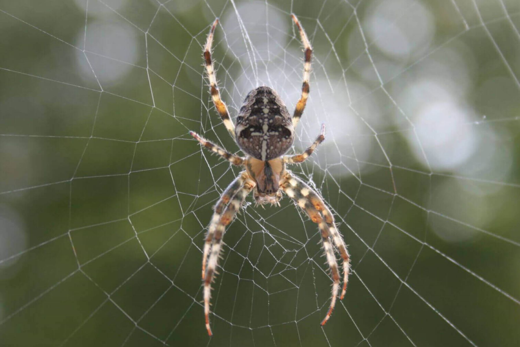 10-fascinating-facts-about-striped-spider