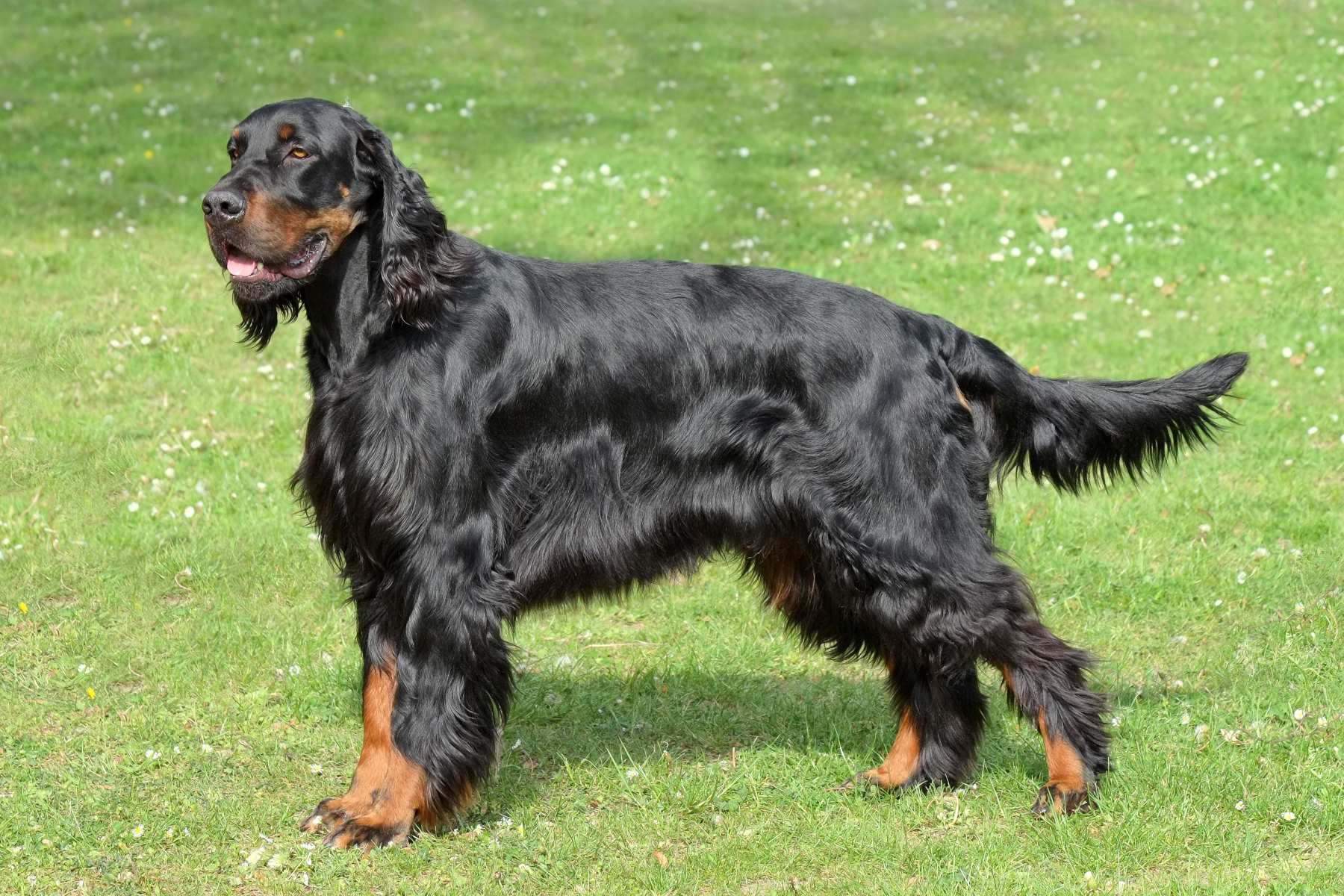 10-intriguing-facts-about-gordon-setter