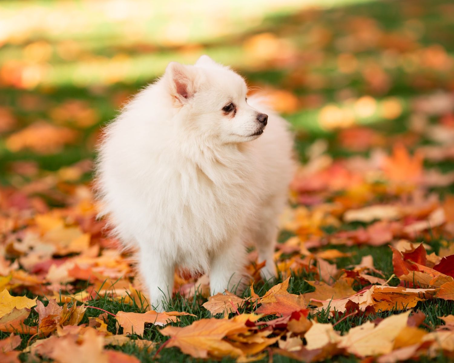 10-intriguing-facts-about-japanese-spitz
